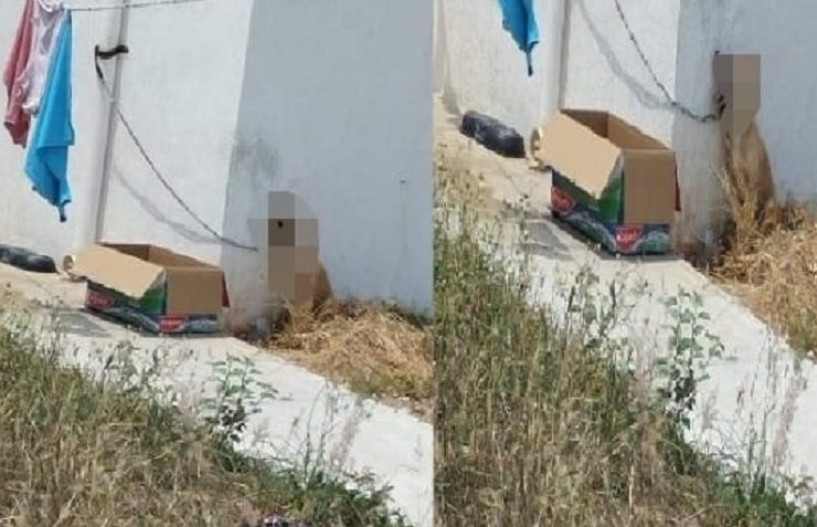 Imputan a mujer que dejo morir a su perrito amarrado en el sol