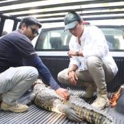 Liberan a Lino un cocodrilo en la Reserva Estatal Ciénegas y Manglares