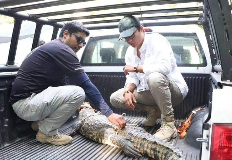 Liberan a Lino un cocodrilo en la Reserva Estatal Ciénegas y Manglares