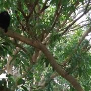 En riesgo población de monos aulladores en Atasta