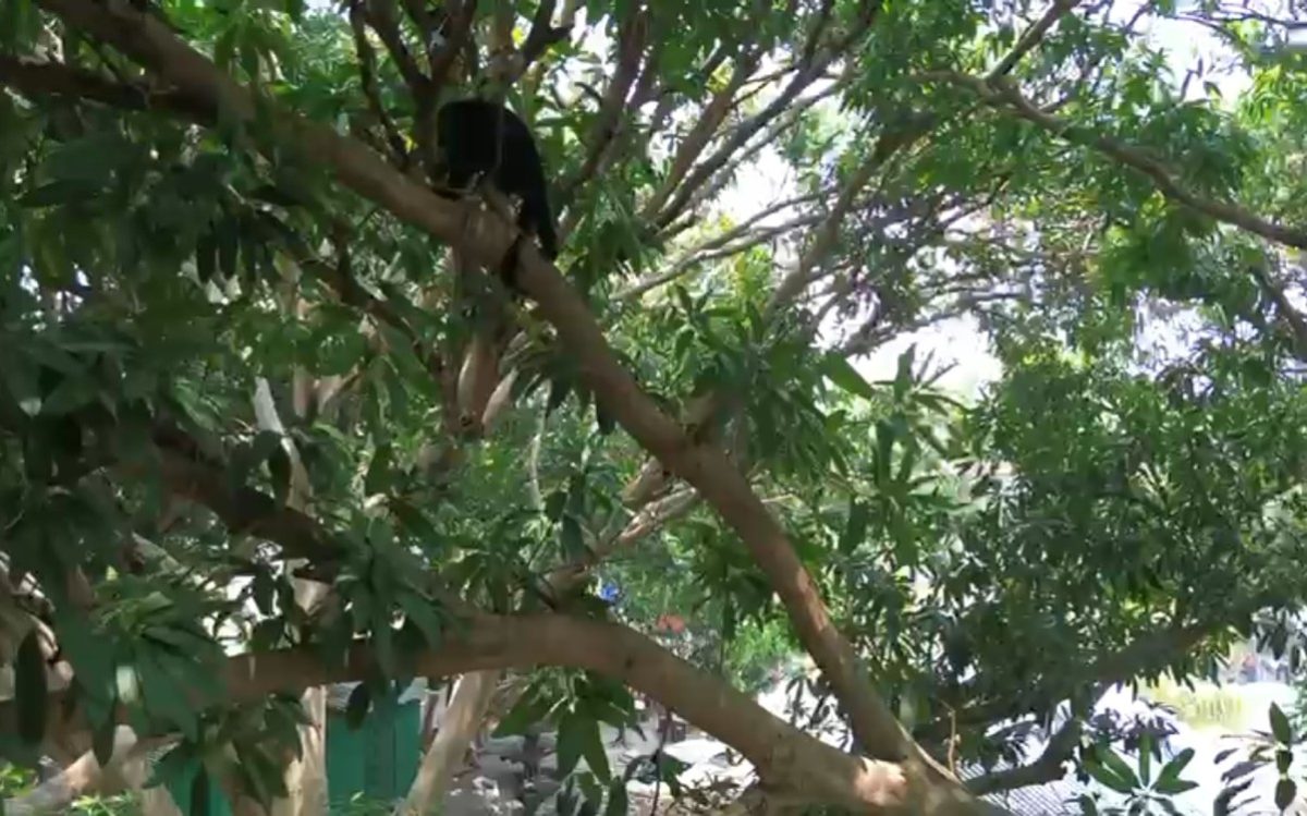 En riesgo población de monos aulladores en Atasta