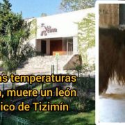Muere león por tanto calor en el zoológico “La Reina” en Tizimín