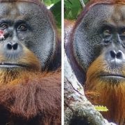 Orangután usa una planta para curar su herida