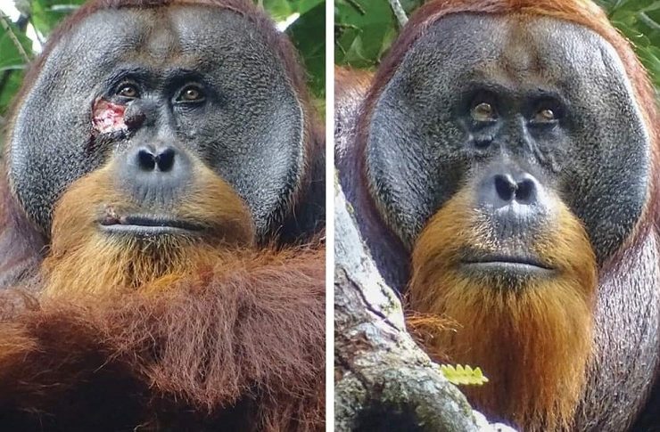 Orangután usa una planta para curar su herida