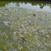 Mueren peces en Atasta