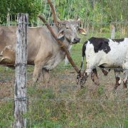 Altas temperaturas afecta hato ganadero y cultivos