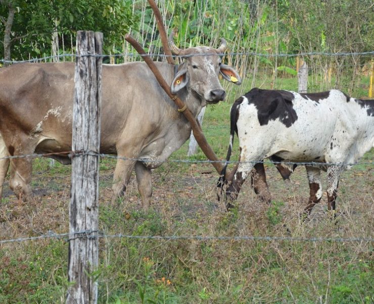 Altas temperaturas afecta hato ganadero y cultivos