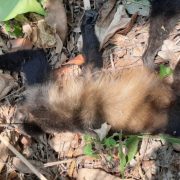 Muerte de monos en Tabasco y Chiapas aumenta a más de 80 ejemplares