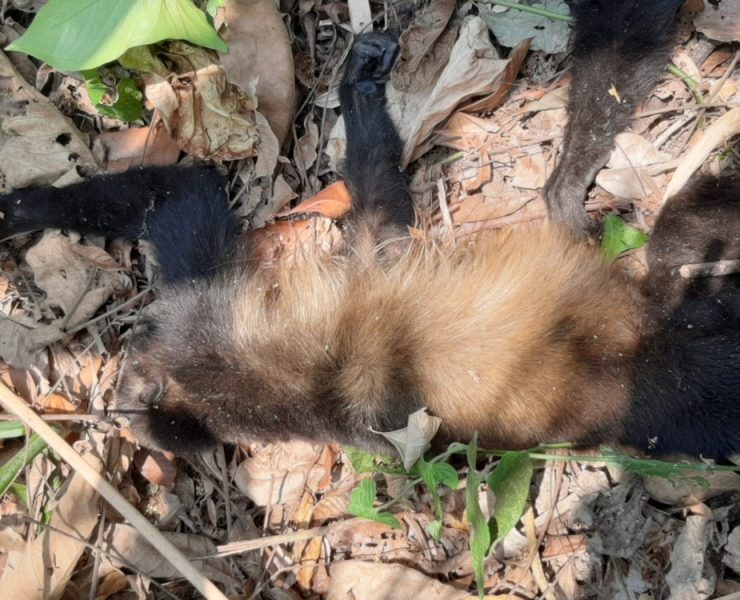 Muerte de monos en Tabasco y Chiapas aumenta a más de 80 ejemplares