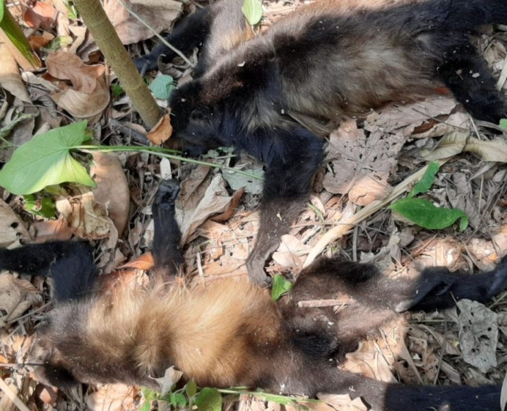 Muerte masiva de monos saraguatos por temperaturas extremas en Tabasco