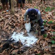 Confirman deceso de 125 monos aulladores en Tabasco y 32 en Chiapas