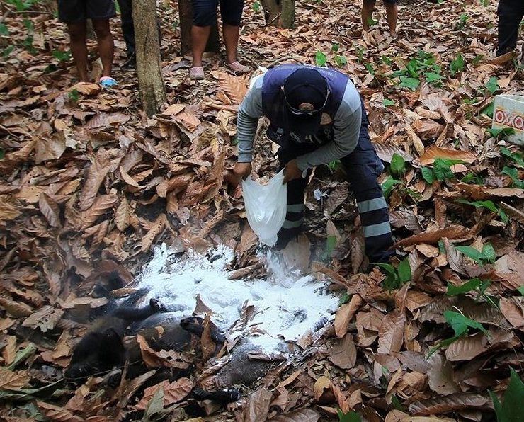 Confirman deceso de 125 monos aulladores en Tabasco y 32 en Chiapas