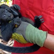Semarnat analiza causas de muerte de monos aulladores en Tabasco