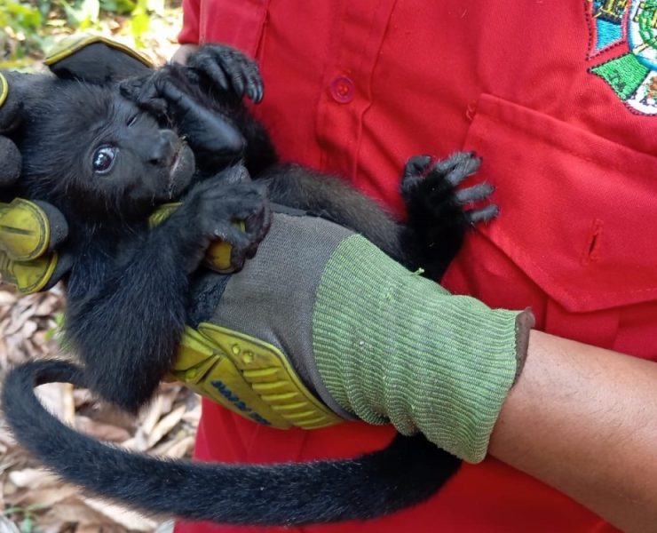 Semarnat analiza causas de muerte de monos aulladores en Tabasco