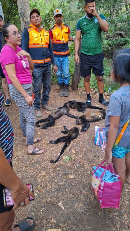 Muerte de monos aulladores es por golpe de calor y no de enfermedades 