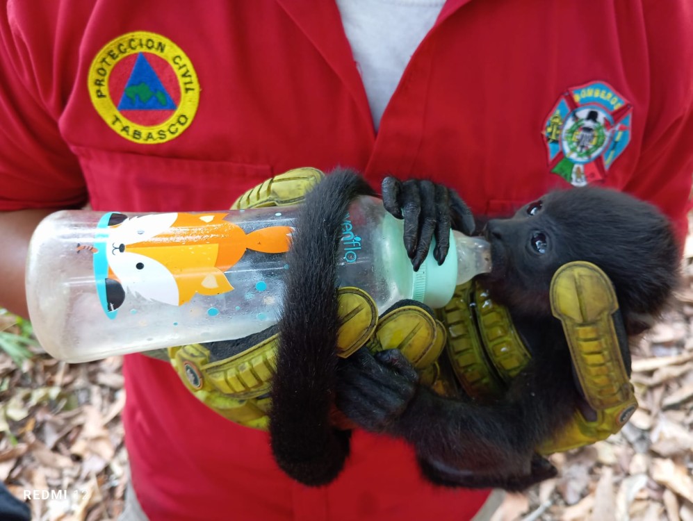 CEREPAEC Costa auxilió a manada de monos saraguatos deshidratados en la comunidad de Ayapa