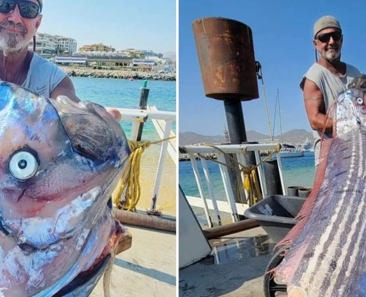 Un pez remo en el Mar de Cortés