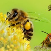 Día internacional de las abejas