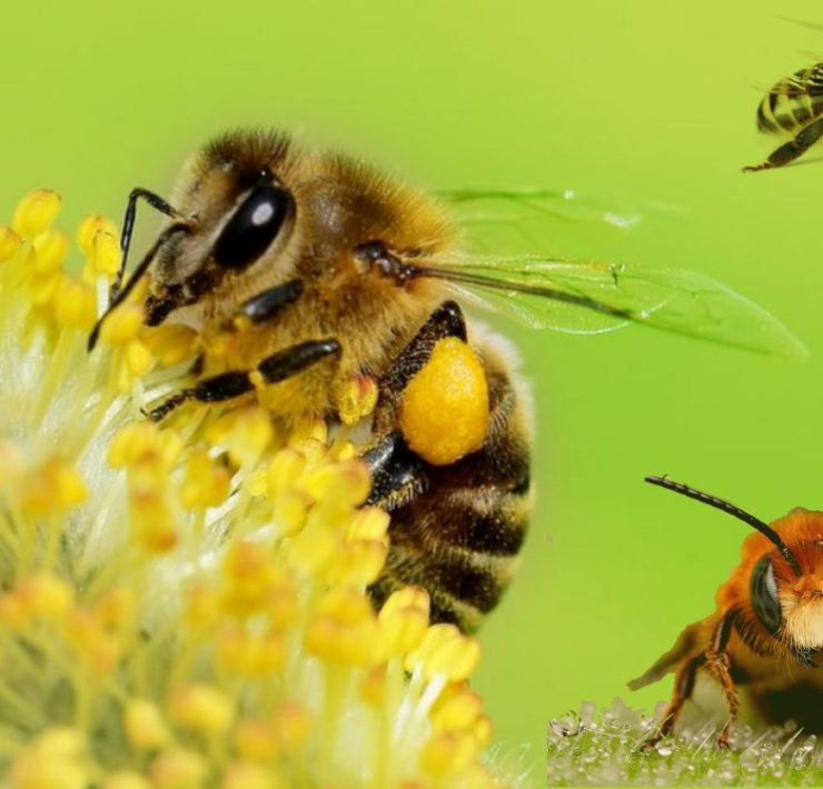 Día internacional de las abejas