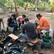 Grupo ambientalista busca germinar 10 mil plantas de árboles