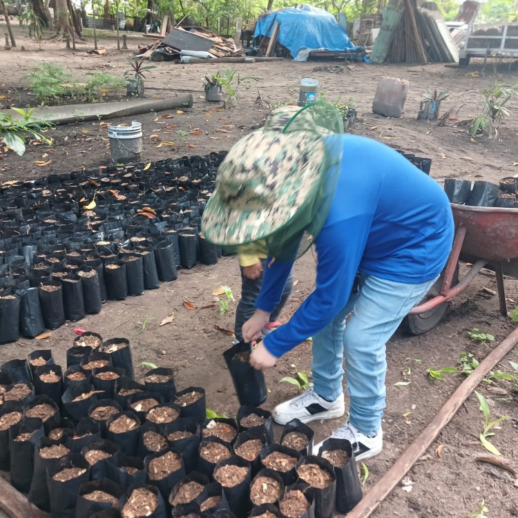 Grupo ambientalista busca germinar 10 mil plantas de árboles