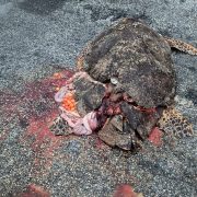 Vehículos atropellan a tortugas marinas