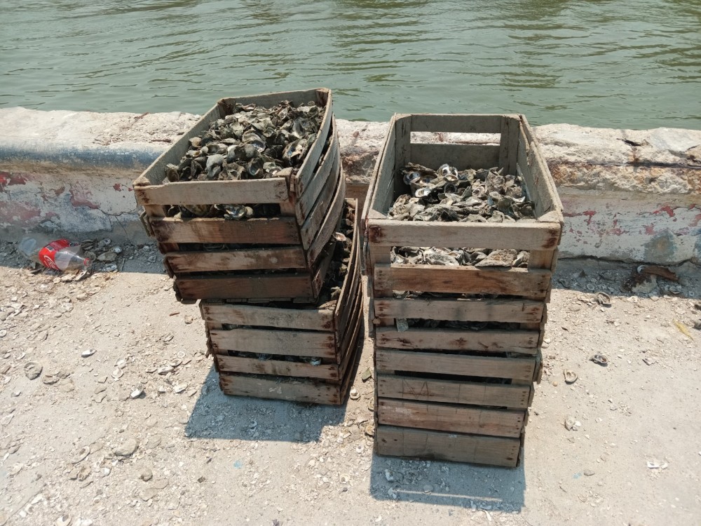 Construyen muelle a ostioneros