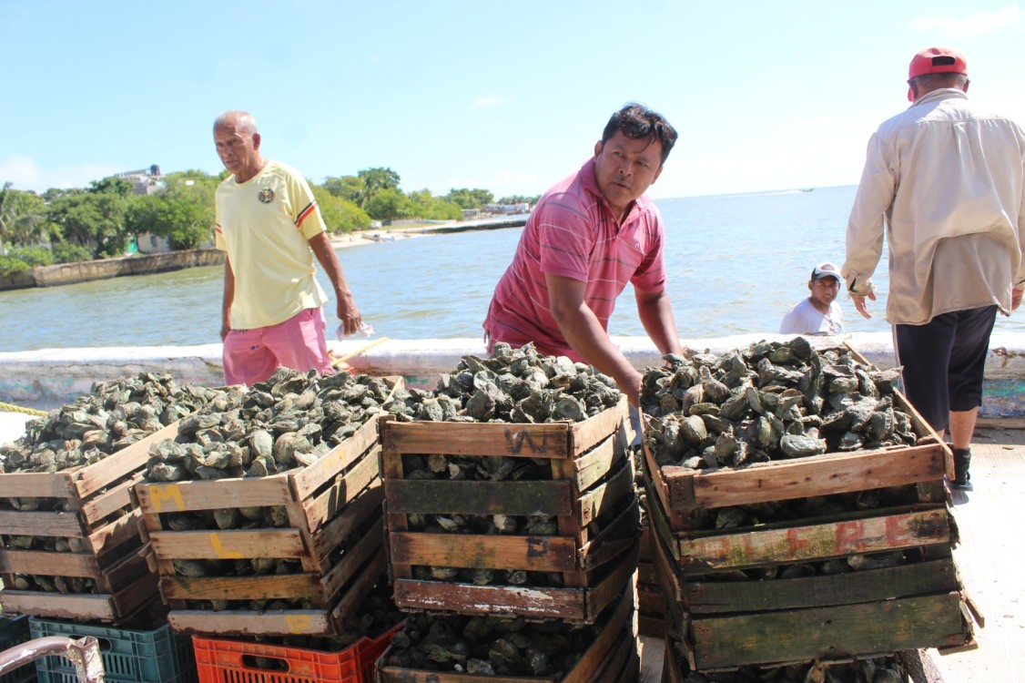 Apatía de la Conapesca para combatir saqueo de ostiones
