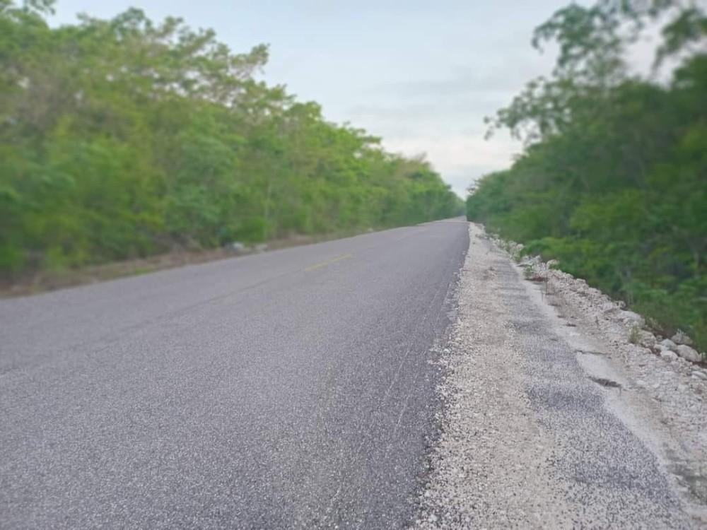 Autobús arrolla y mata a jaguar en Kalakmul