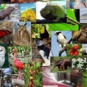 Algunos animales exóticos en Tabasco