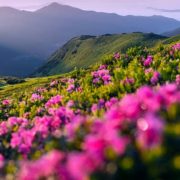 ¡El enemigo no teme a la Biblia pero si al que de rodillas ora sin cesar!