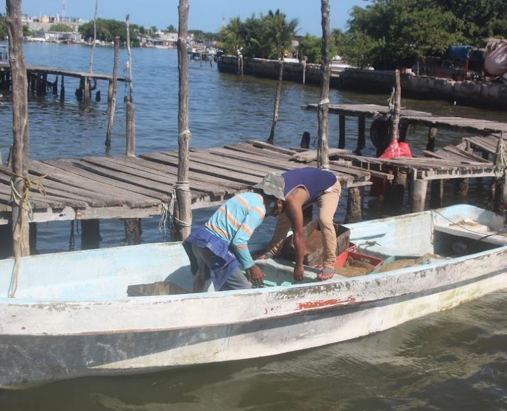 Pescadores libres no respetan la veda de camarón