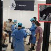 Profepa Rescata Jaguar Amputado por Mala Atención en Zoológico de Tizimín