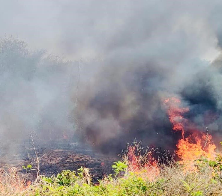 Quemas fuera de control han afectado 7 hectáreas forestales