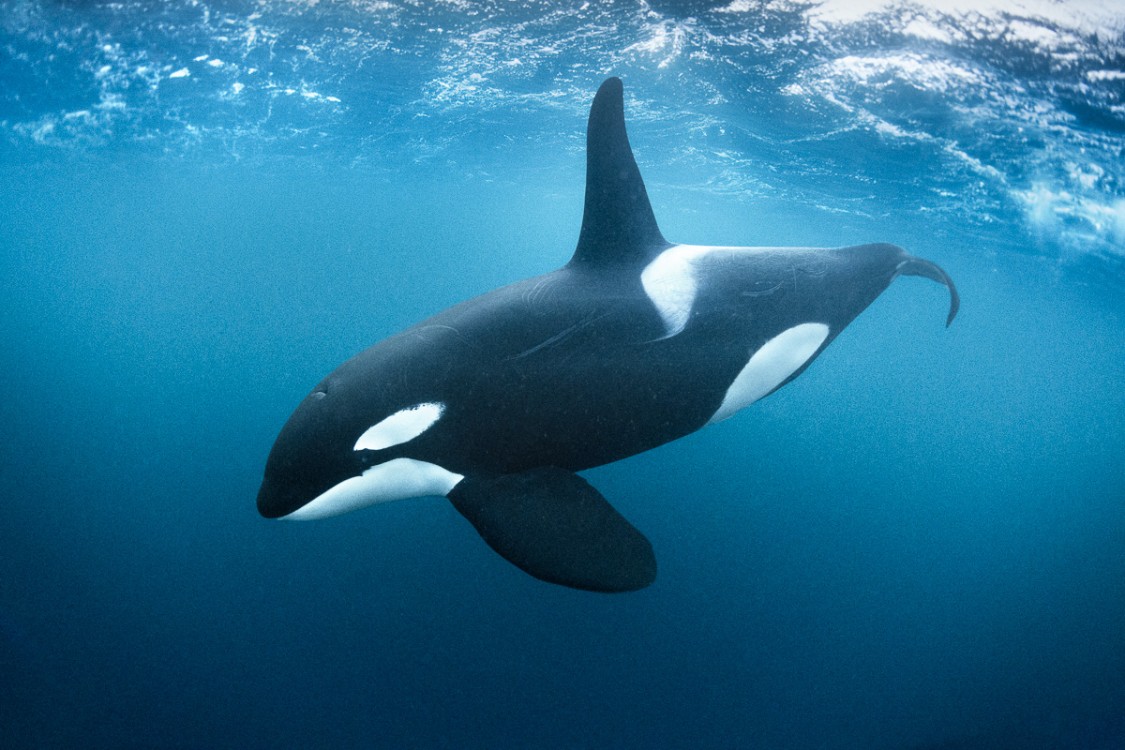 Descubren una nueva especie de Orca y revoluciona la biología - La ...