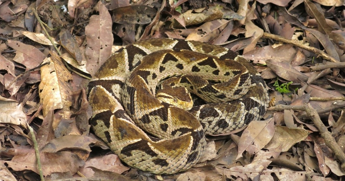 Algunos animales exóticos en Tabasco