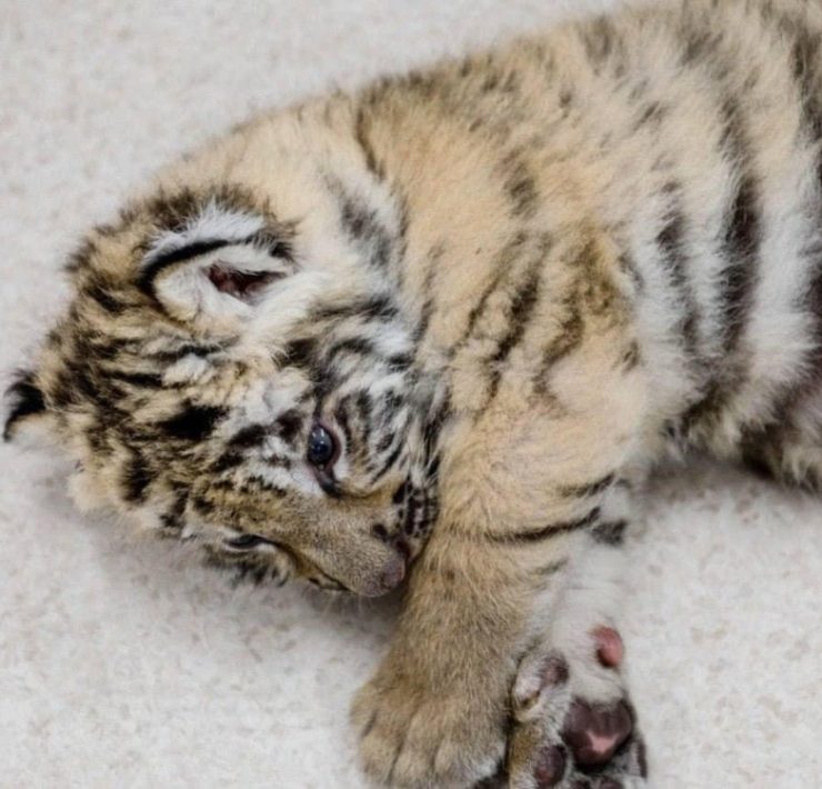 Cachorro de tigre de bengala es salvado del mercado negro