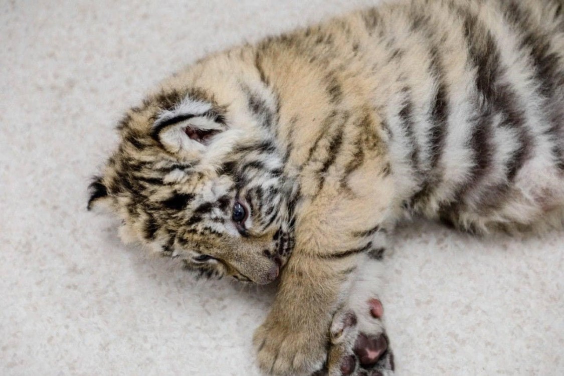Cachorro de tigre de bengala es salvado del mercado negro