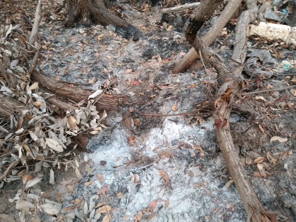 Profepa y Conanp sin recursos para vigilancia