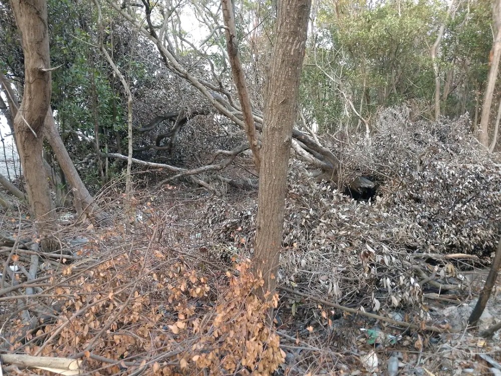 Profepa y Conanp sin recursos para vigilancia