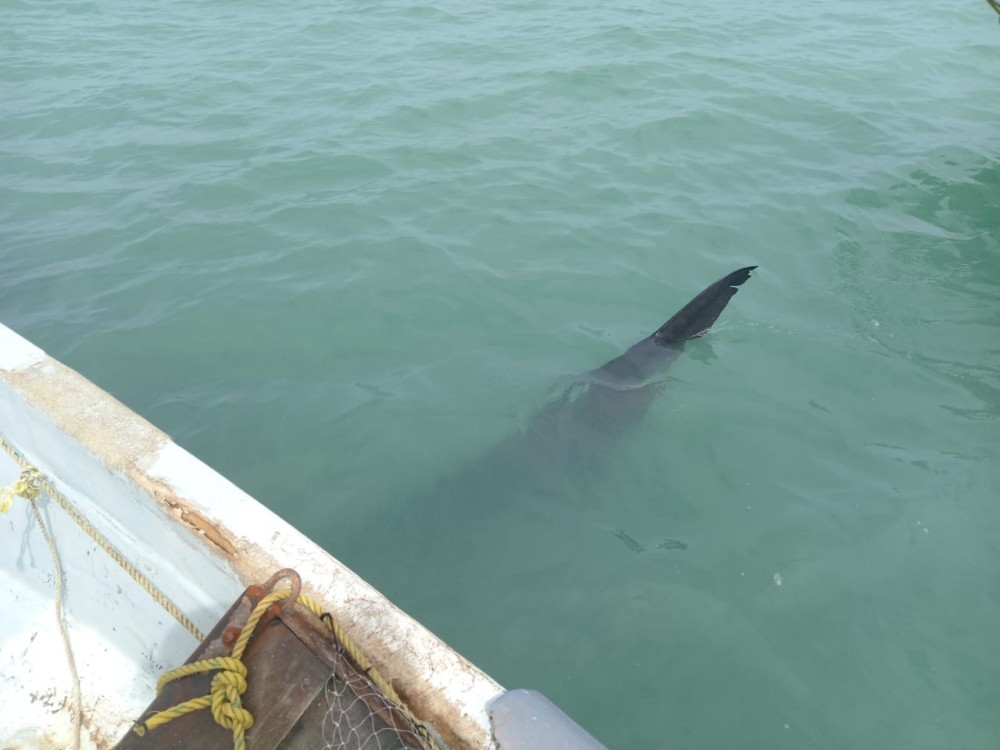 Confirman presencia de Tiburón por Bahamita