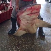 Presencia de tiburones en costas de Ciudad del Carmen