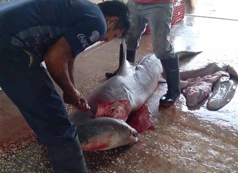 Presencia de tiburones en costas de Ciudad del Carmen