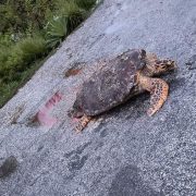 Siete tortugas han sido encontradas muertas