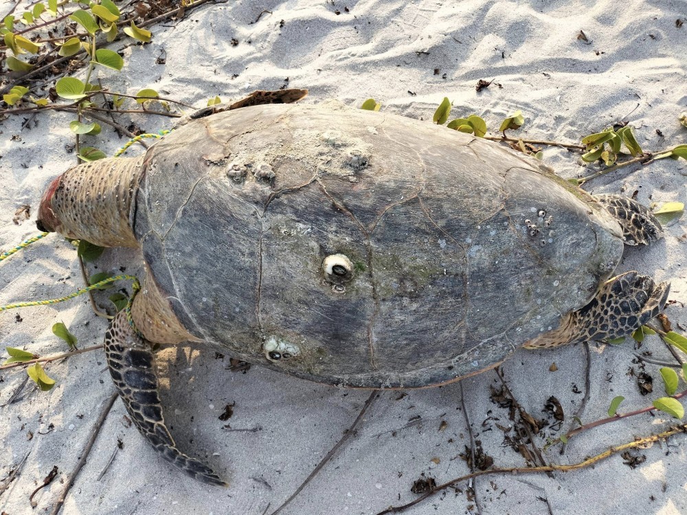 Siete tortugas han sido encontradas muertas