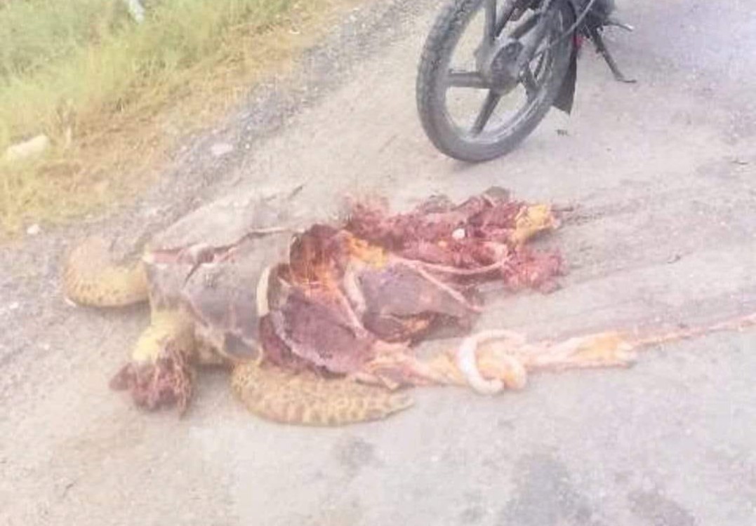 Siete tortugas han sido encontradas muertas