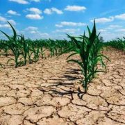 Sequía pone en jaque derecho al agua y a la producción de alimentos en México