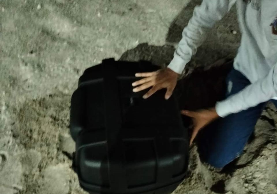 Tortuga marina llega anidar en Playa Norte