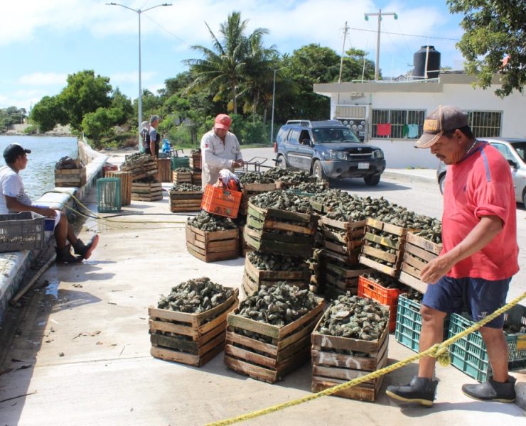 Apatía de la Conapesca para combatir saqueo de ostiones