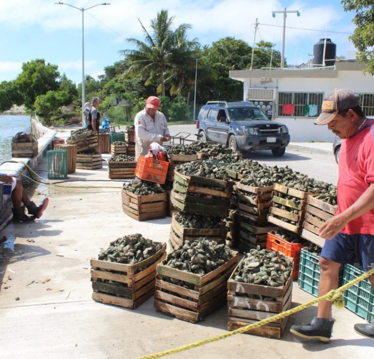 Apatía de la Conapesca para combatir saqueo de ostiones